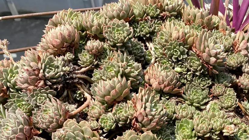 多肉地栽，长得比“脸盆”大，花盆限制了生长，地栽才是王道