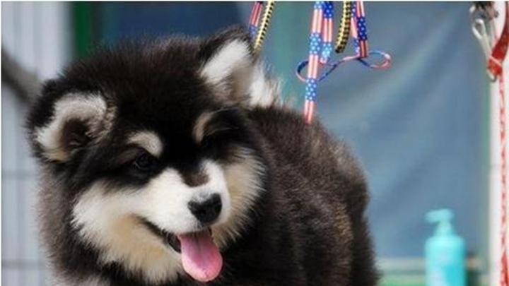 阿拉斯加犬牵引训练技巧，群体意识特征解析，南北饲养差异与玄关穿衣互动