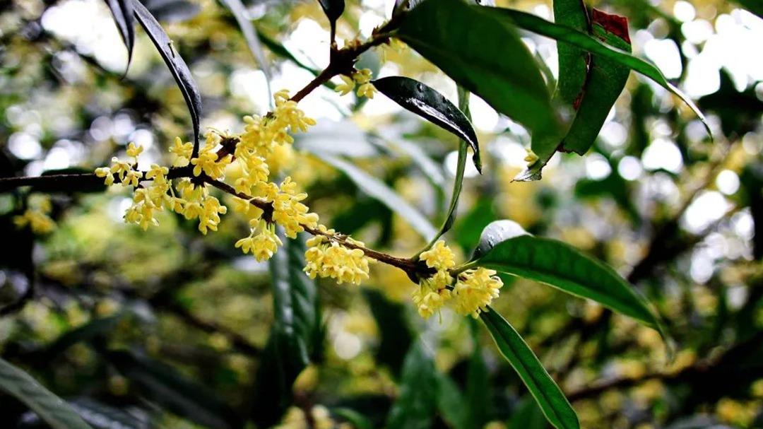 树冠投影面积测算方法，夏季遮阳达六成效果，老年大学园艺班桂花盆栽修剪技术解析