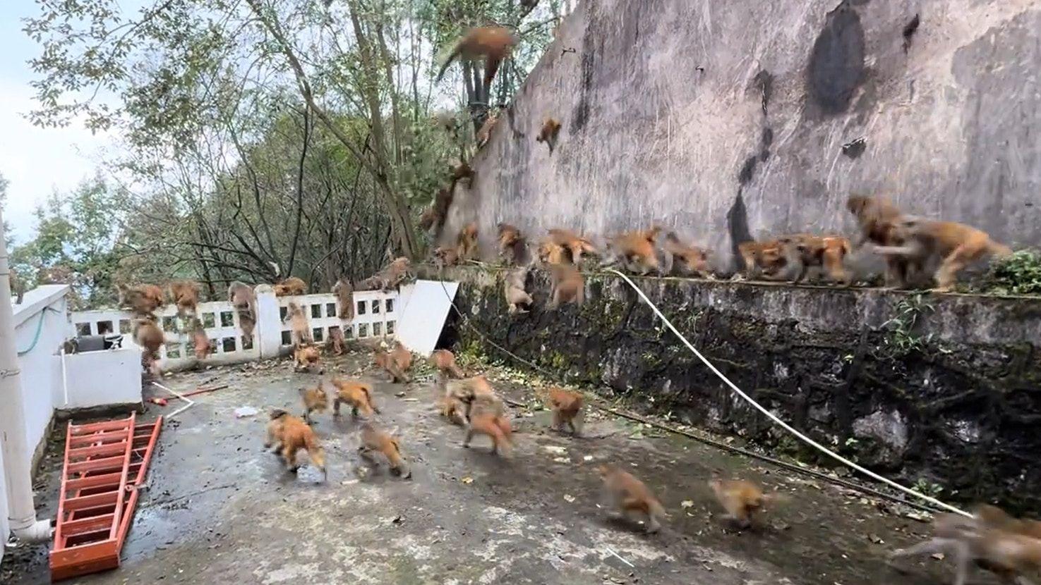 贵阳黔灵山现猴群集体狂奔 目击者称场面罕见心惊