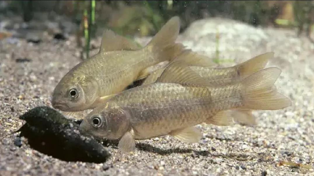 曾随处可得的鲫鱼，为什么现在变得越来越难吃了？