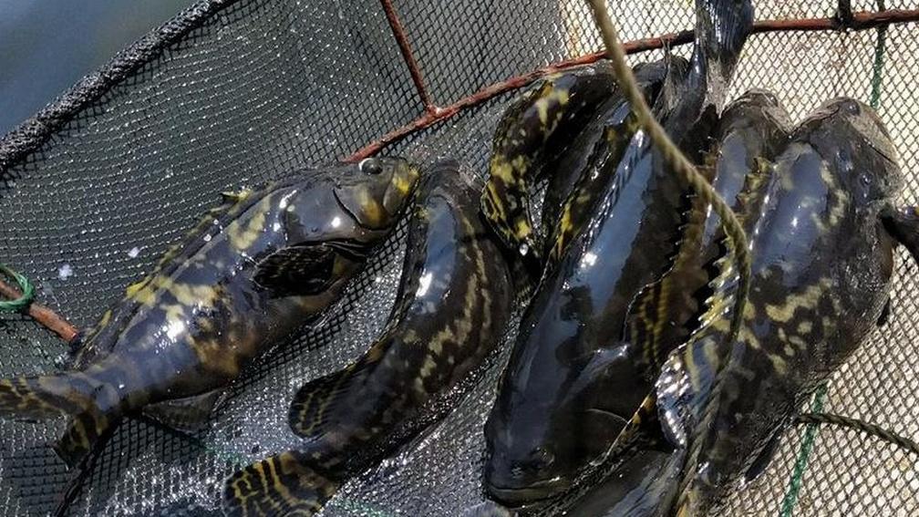 石斑鱼养殖环境定期消毒，消毒措施做到位，鱼群品质有保卫​