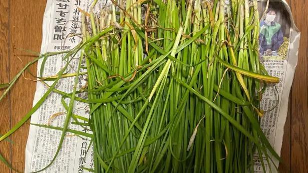 雨季韭菜施肥技巧，老农经验助增产，品质提升有保障