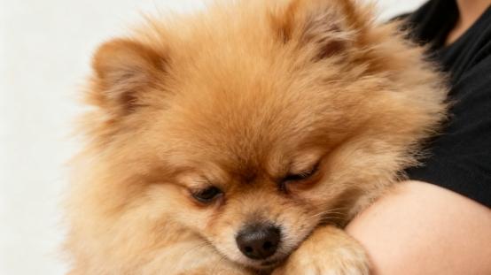 狗狗吃米饭好还是狗粮好，吃狗粮的好处这么多，不要再喂错啦