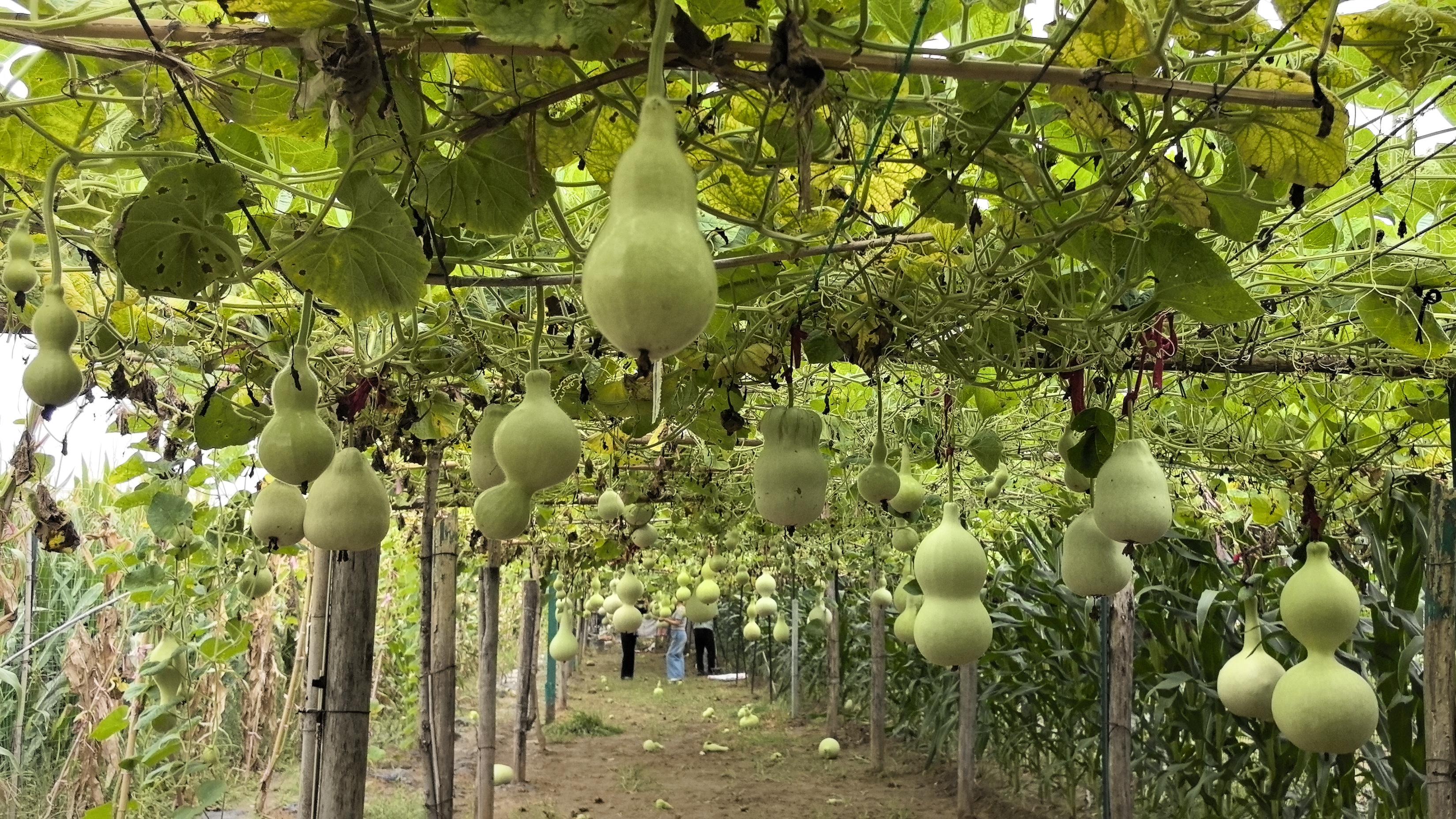 夏县奇特葫芦引游客