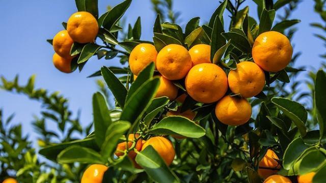 柑橘果实枯水，生理病害难防治、诱因多，7条解决措施供大家参考