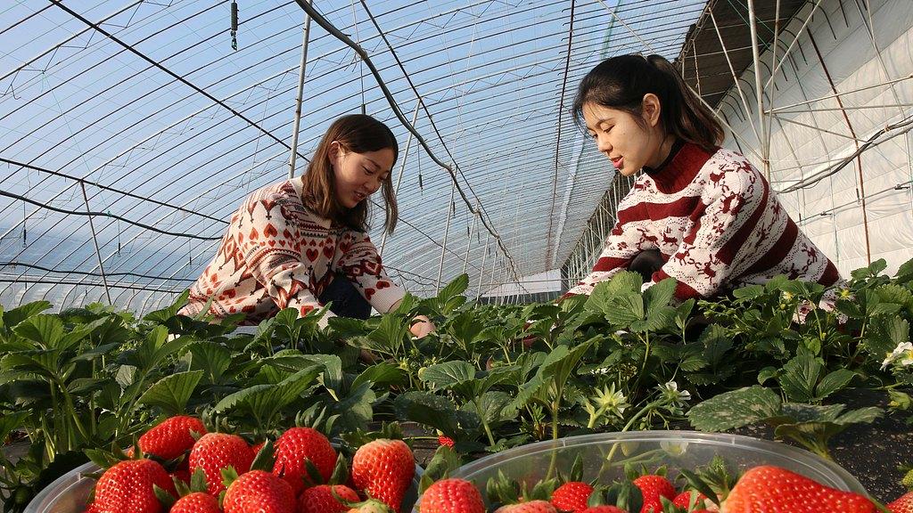 多元营养协同体系：磷酸二氢钾与尿素、芸苔素等复配的增效机理与应用价值