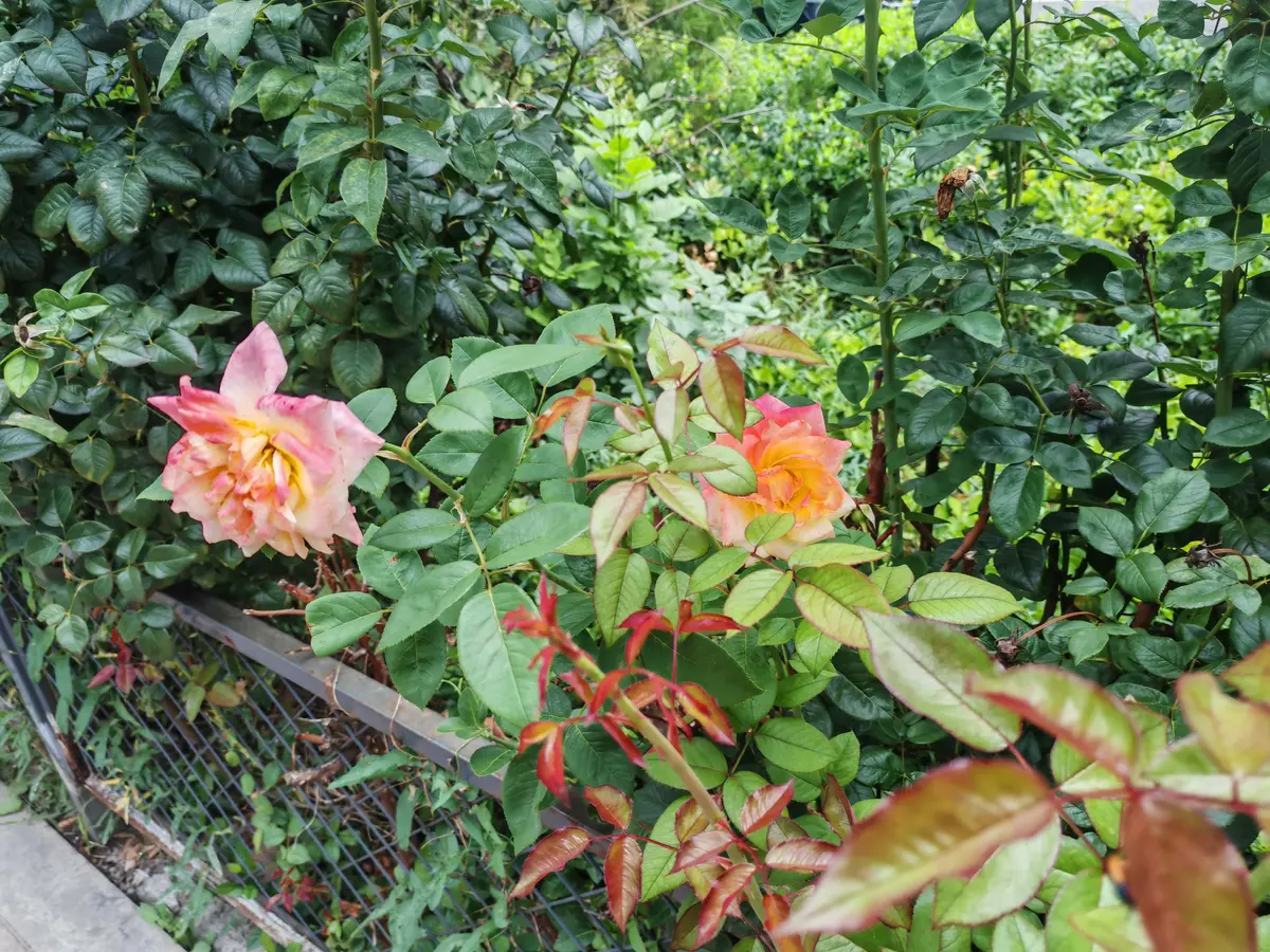 心里没愁事，身上没病痛，是最踏实的幸福