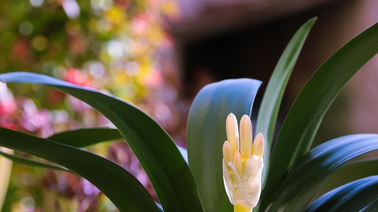 君子兰不开花？叶片不旺？可能是你忽略了这几个关键养护要点