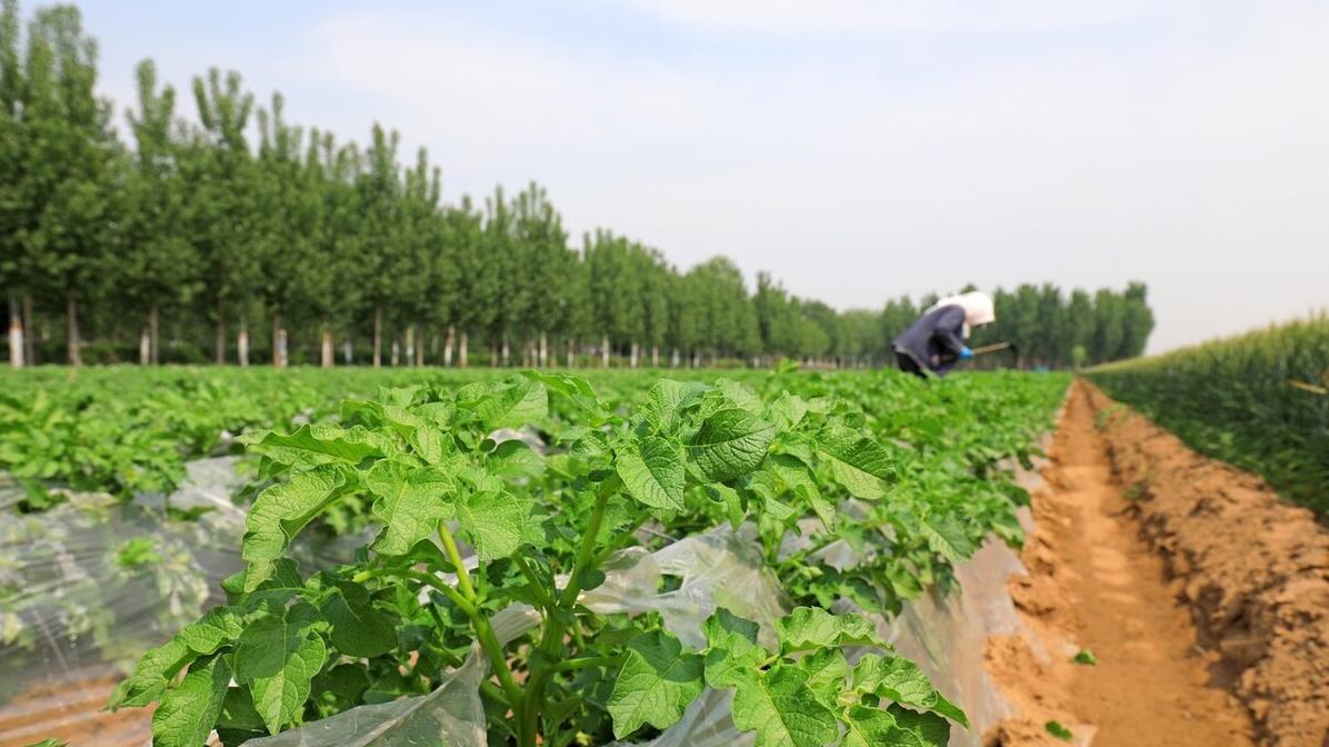 土豆茄子黄瓜种植：预防叶片枯黄，关键细节要注意！