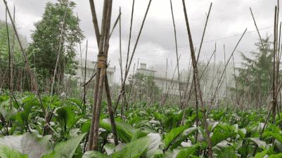 茄子浇水保生长，干湿适宜，高产有保障