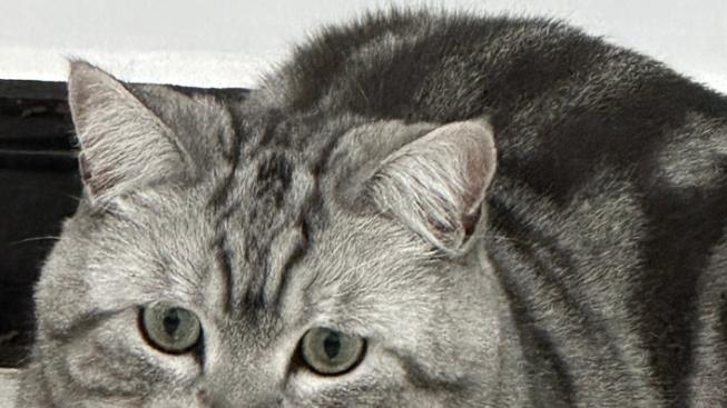 希喂VS霍尼韦尔宠物空气净化器哪个好？多维度测评哪款除毛除臭好