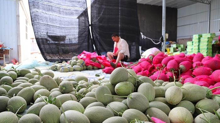 重茬地块连作障碍治理，生物菌肥改良土壤活化，哈密瓜梯度降温储存技术