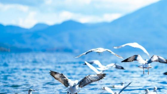 泸沽湖迎红嘴鸥，冬游观鸥季开启
