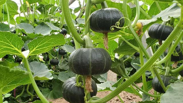瓜类蔬菜种植指南，黄瓜、南瓜、丝瓜的栽培要点，掌握移栽时机与结瓜技巧