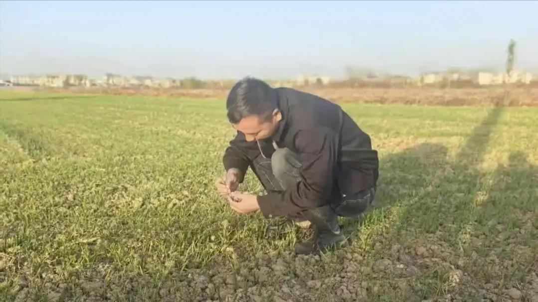 阜阳阜南：王延召 返乡创业当起致富“新”农人