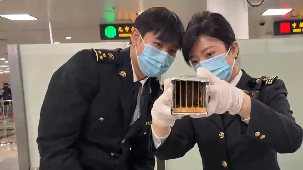 海关律师、走私辩护律师邵丹：查获走私画眉鸟