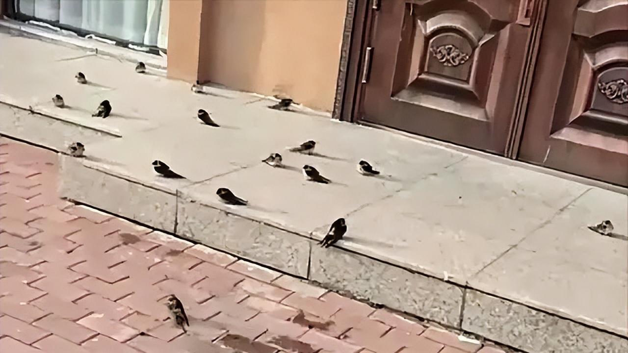 黑龙江大量燕子滞留东北  目击者：已经飞不走了 死了挺多