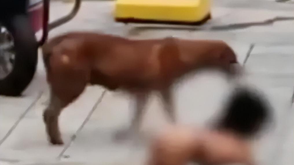 高学历父母养出“野人小孩”？官方介入，后续越扒越反常