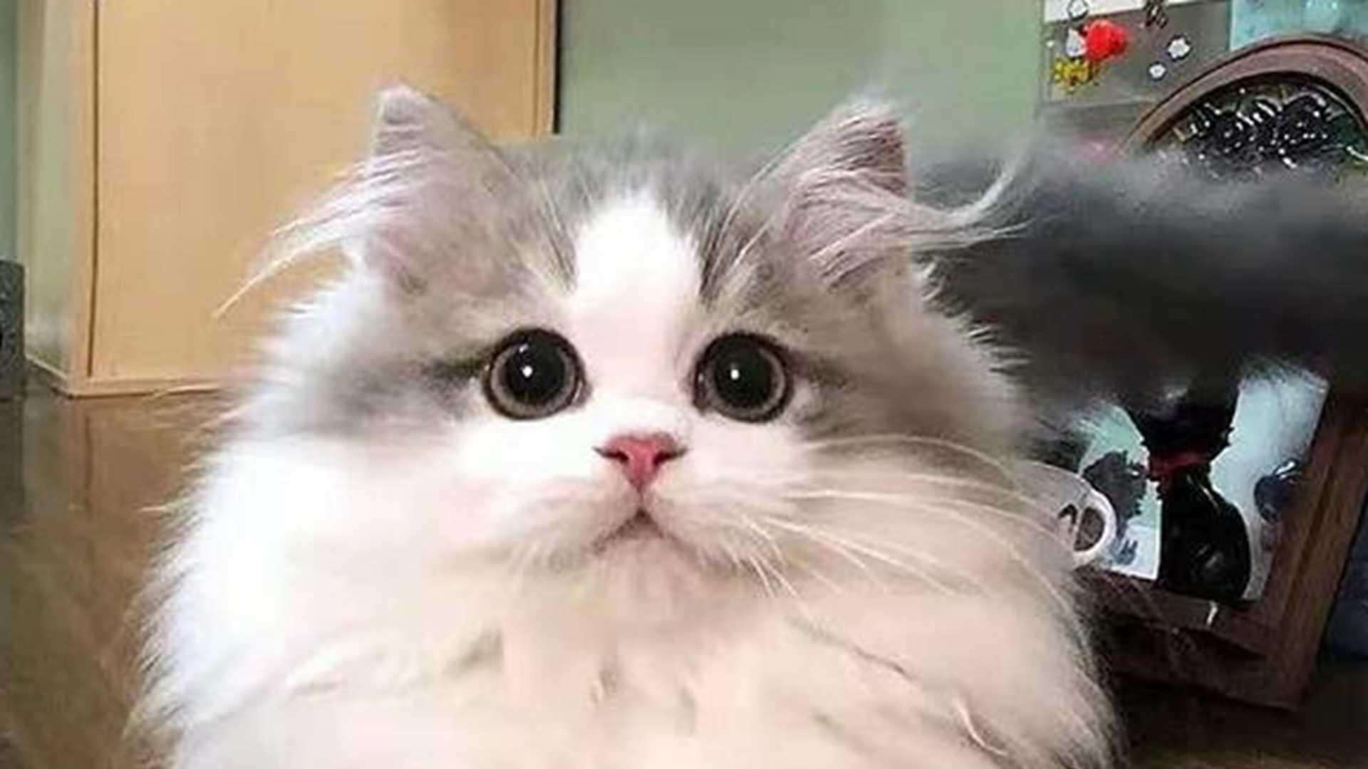 拿破仑猫赛级洗护，皮毛pH值控制，美容赛加分项，职业美容师教程