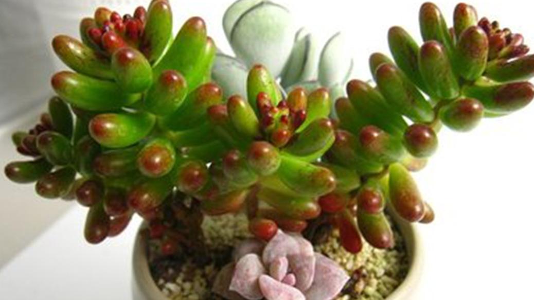 水苔包裹技术助力虹之玉生长，酒店大堂绿植养护新尝试，新芽数量统计展现显著效果