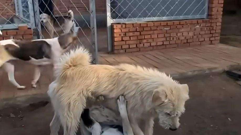 中国神犬 "长毛" 爆红全球：23 秒视频引发跨洋热潮，主人首度披露幕后细节