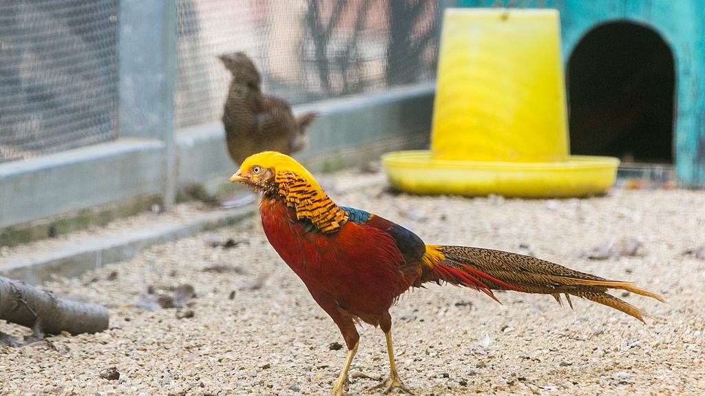 红腹锦鸡：彩羽背后的性选择故事