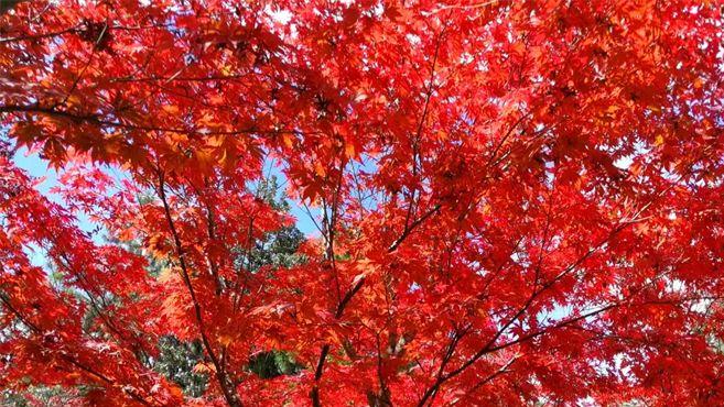楚雄的晚秋，把浪漫藏在了这几处风景里