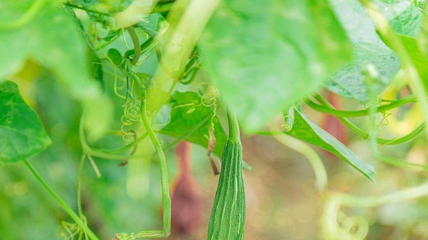 种菜必知：不同蔬菜的温度需求指南