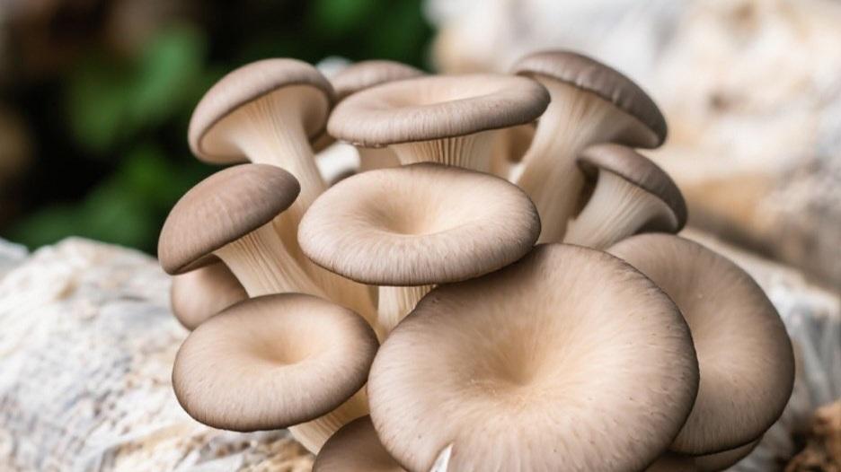 延庆菌菇种植规模三连增：小蘑菇撑起大产业