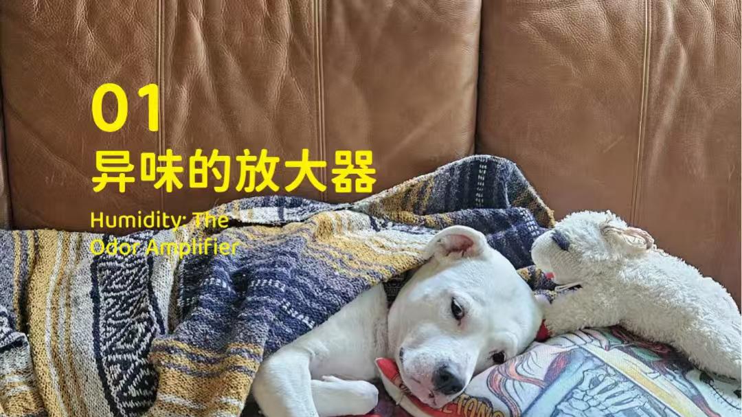 象乡宠物食品 | 阴雨天家里冒“狗味'怎么办?