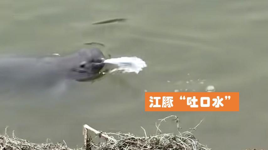 长江禁渔5年鱼多了，江豚追赶鲶鱼却不吃，捕食失败还是变“挑”了？