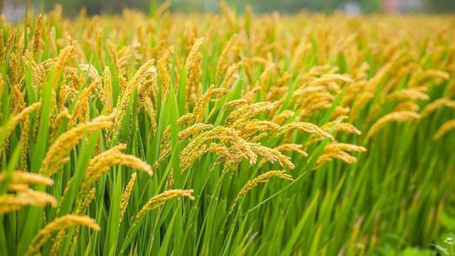央视痛批的“大胃王吃播”背后，隐藏75亿人的新灾难，你看懂了吗