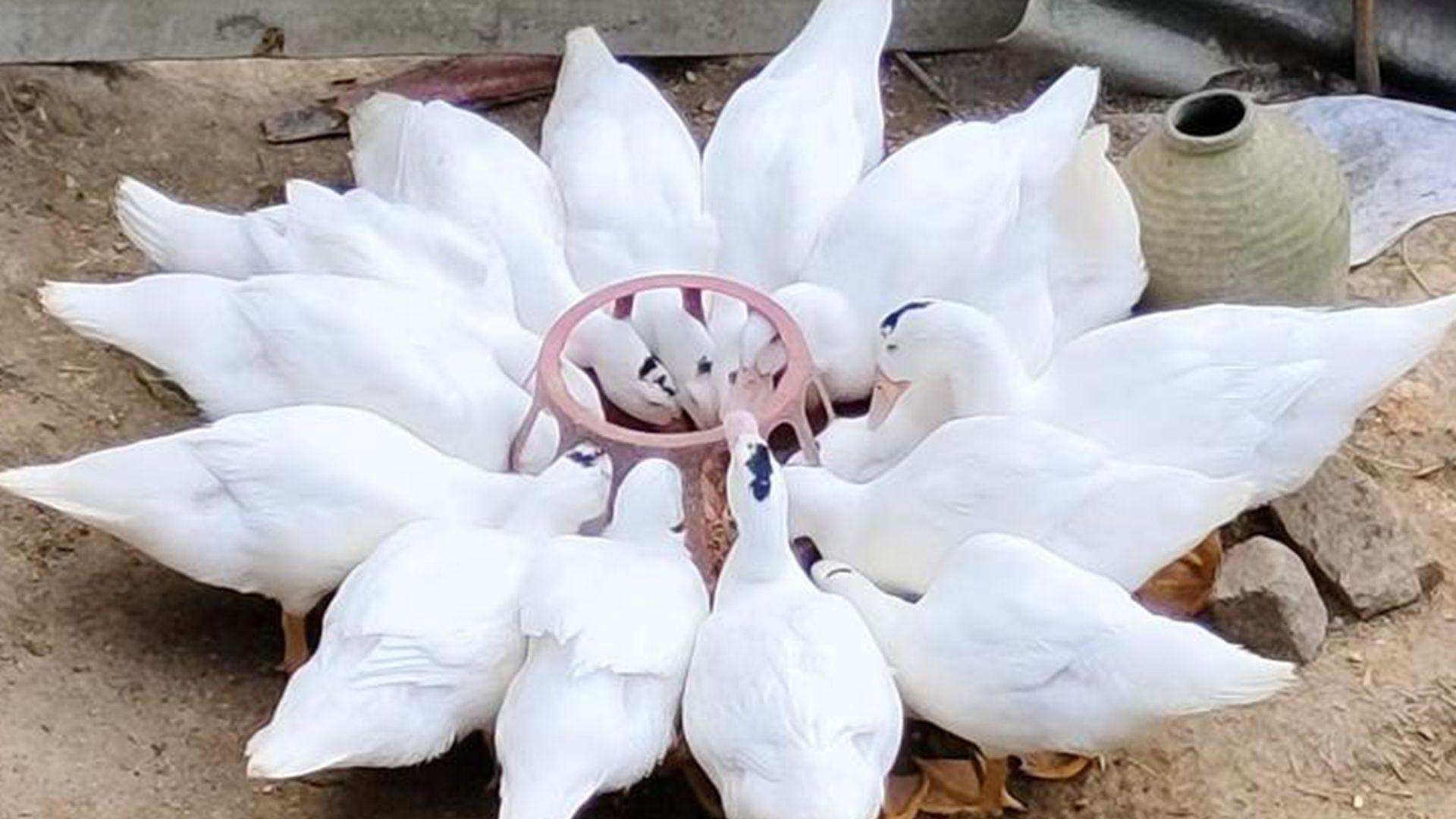 火鸡配种期，营养强化方案，种蛋受精率，提升至9.2成