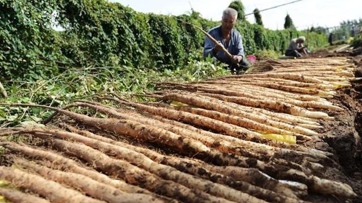 山药采收有技巧，顺沟深挖保根系，表皮完整品质优