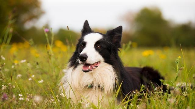 狗大模型的最佳实践：宠智灵如何重塑宠物产业智能化新格局
