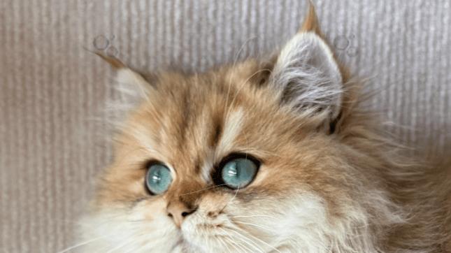 2025宠物空气净化器买哪种好？内行人教你3招避坑，照着买准没错