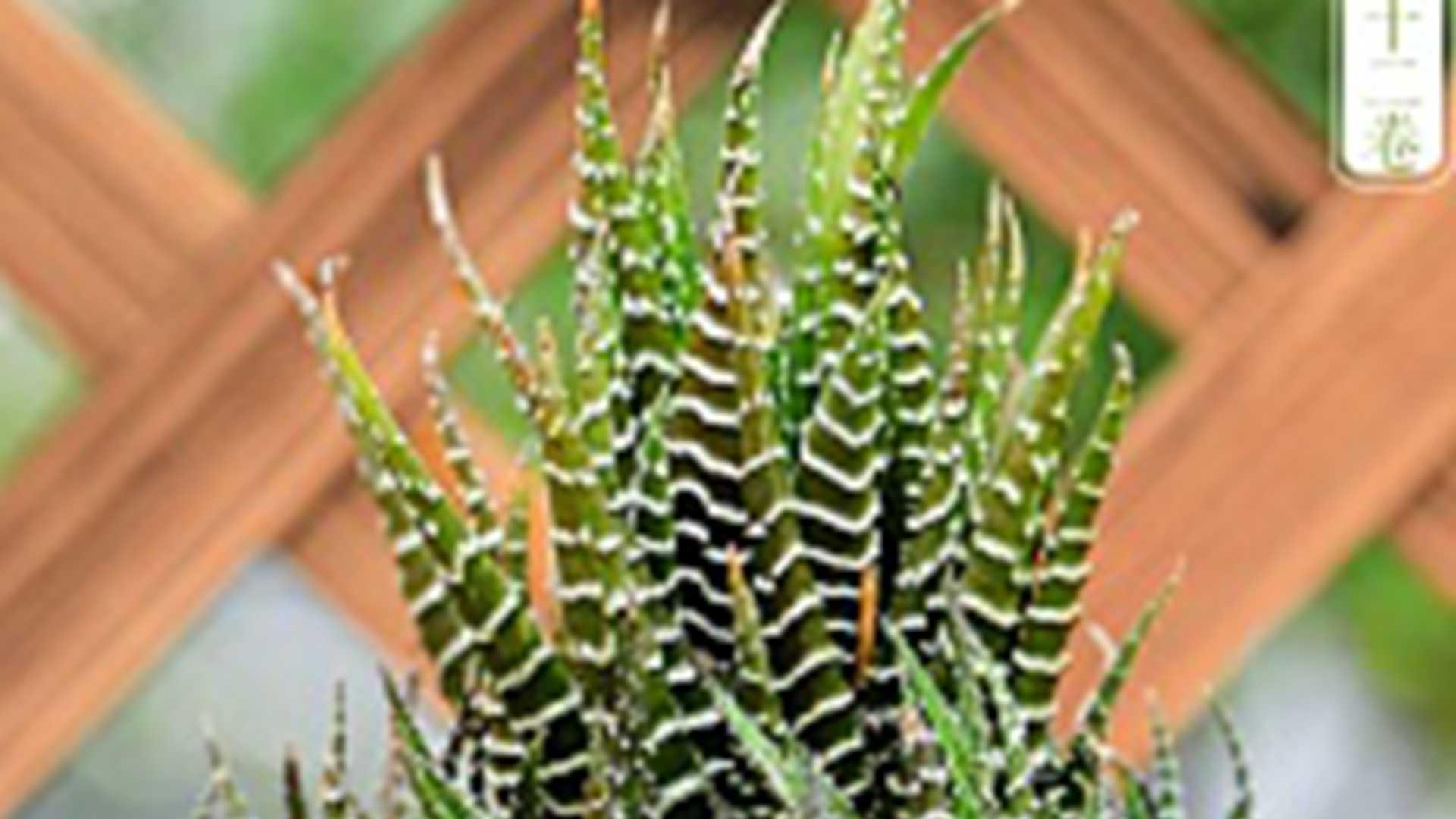 九轮塔组培苗移栽，三个月硬化记录，回乡种植技术谈，炼苗过程要渐进