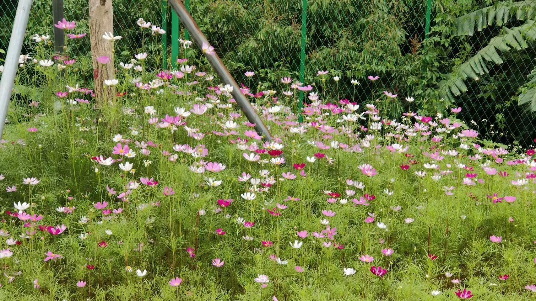 龙田街道：深入推进“街区制”改革，绘就市容环境品质新画卷