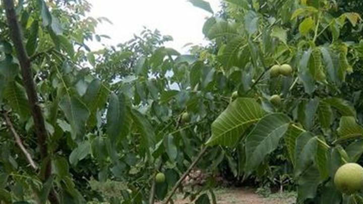 核桃高海拔种植技术，微量元素补充与冻害修复，林芝地区越冬防护方案