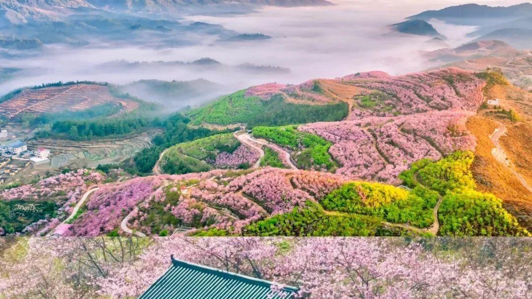 福建三明赏樱：不用飞日本，这片樱花海美哭了