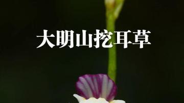广西大明山保护区发现植物新种大明山挖耳草