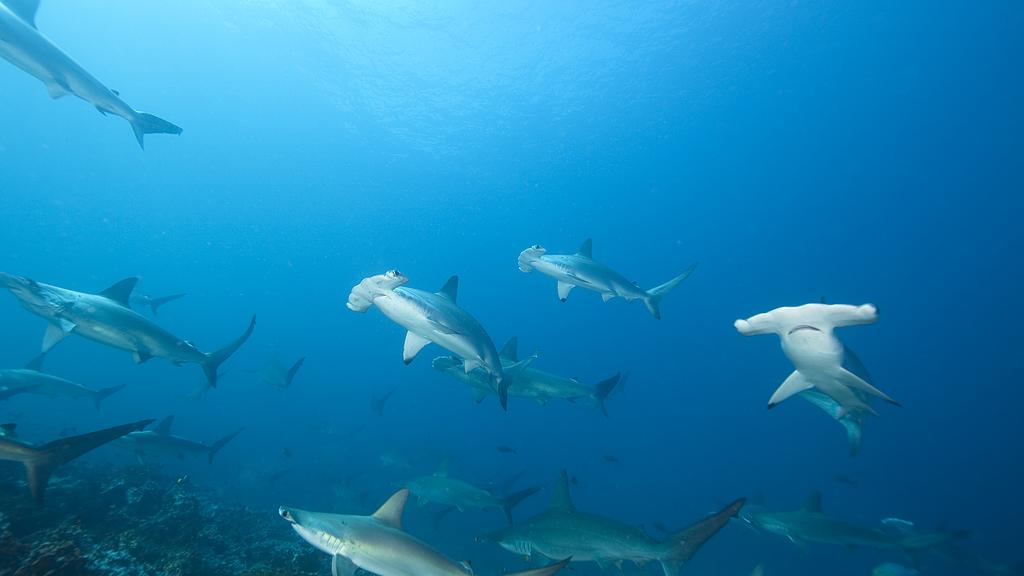 双髻鲨：头部进化为“金属探测器”？