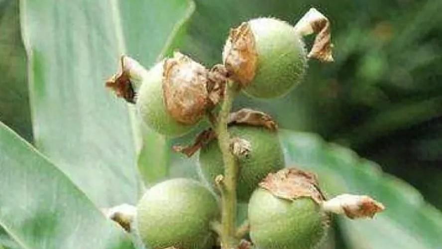 燥湿行气，温中止呕——草豆蔻