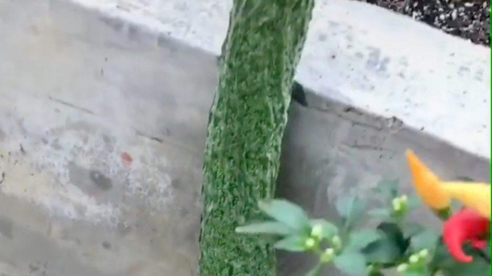 丝瓜重茬线虫防治技术，高温闷棚消毒方法，15天土壤处理新方案