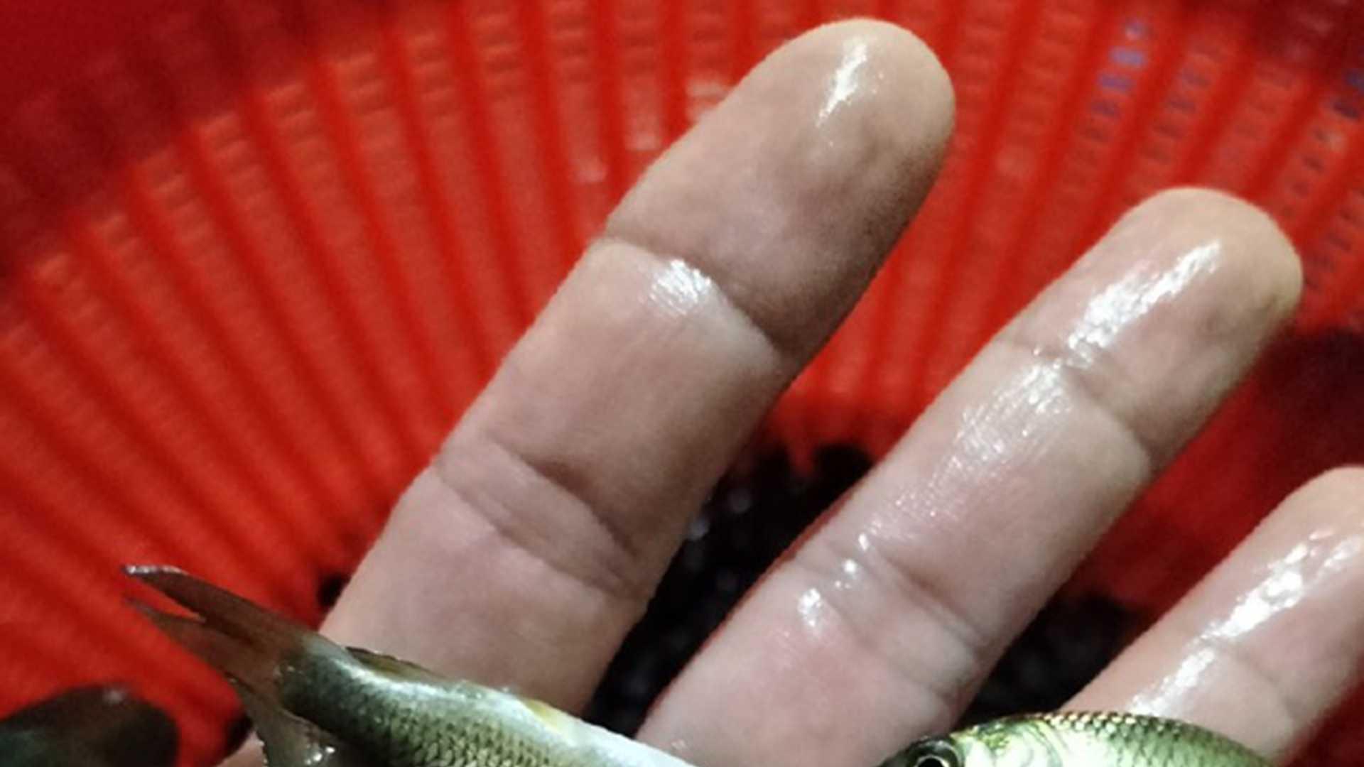 鳙鱼混养新模式，两季对比数据，江西水库试验，溶氧量控制核心