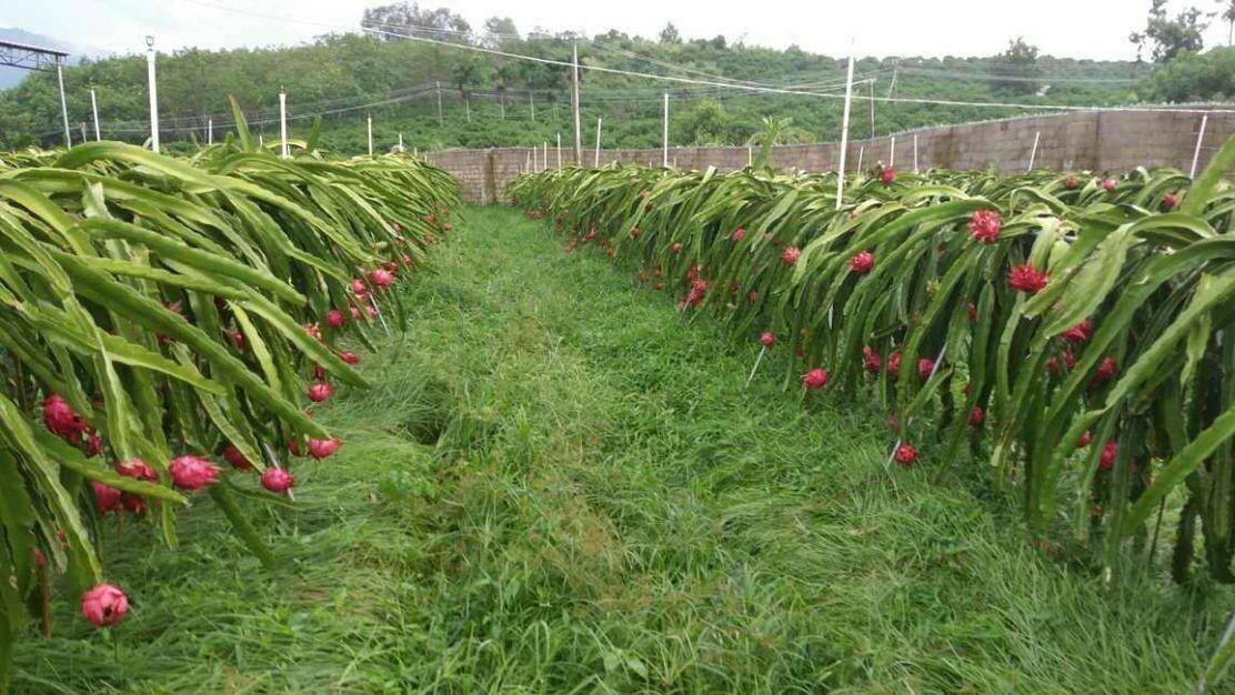 解密火龙果种植的最佳时机：何时播种才能收获满满？