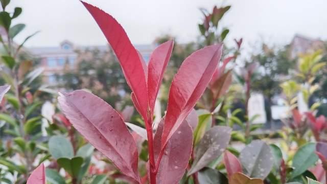 唤醒孩子自驱力方法，不是满足要求不是催促，而是激活多巴胺体验