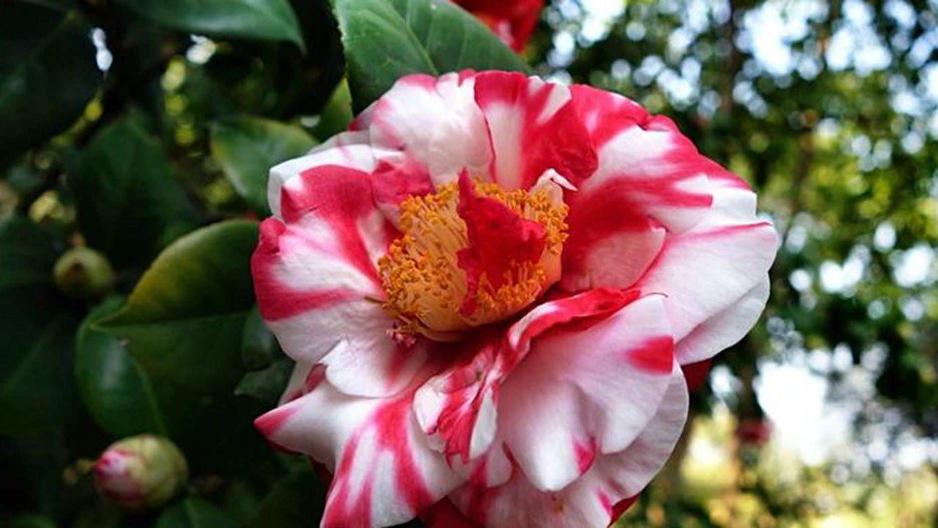 茶花插花保鲜，蔗糖溶液浓度，会展中心案例，瓶插寿命延长