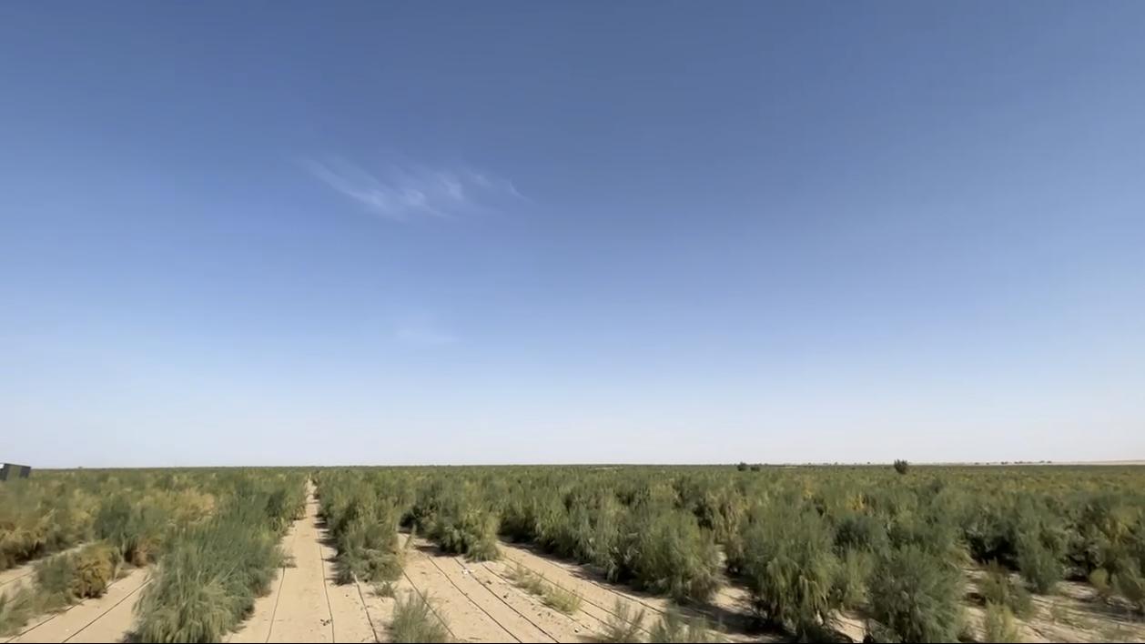 沙漠里的黄金宝地——甲木沙肉苁蓉的“自然养成记”